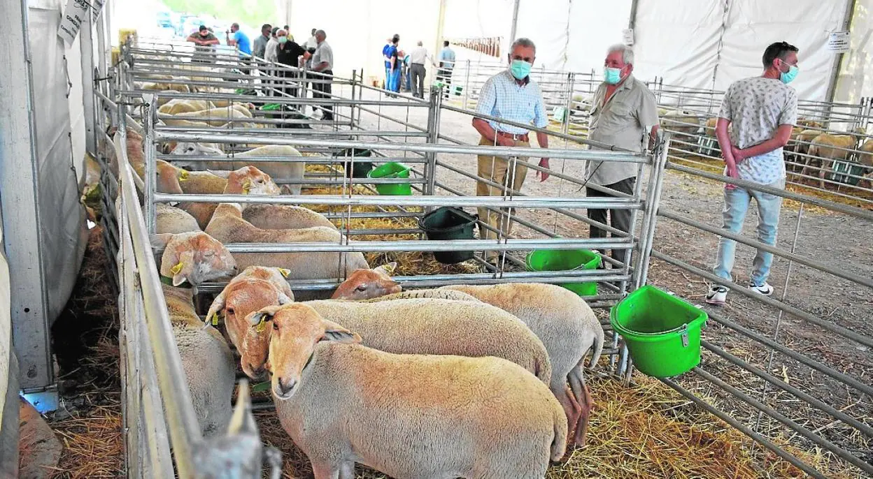 Algunos de los mejores ejemplares de corderos expuestos en la feria ganadera de Archivel. 