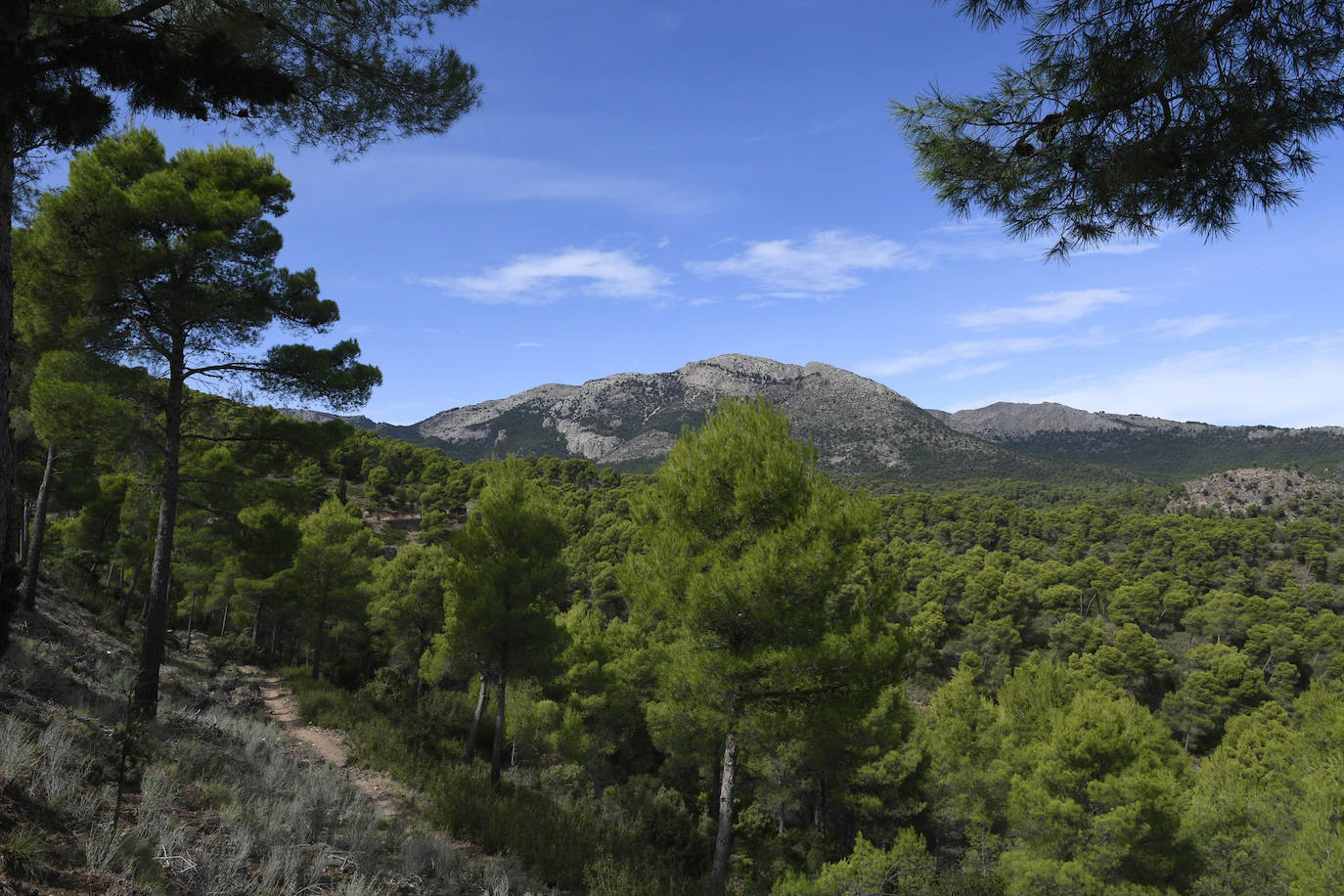 Fotos: La Región celebra el Día Internacional de los Bosques