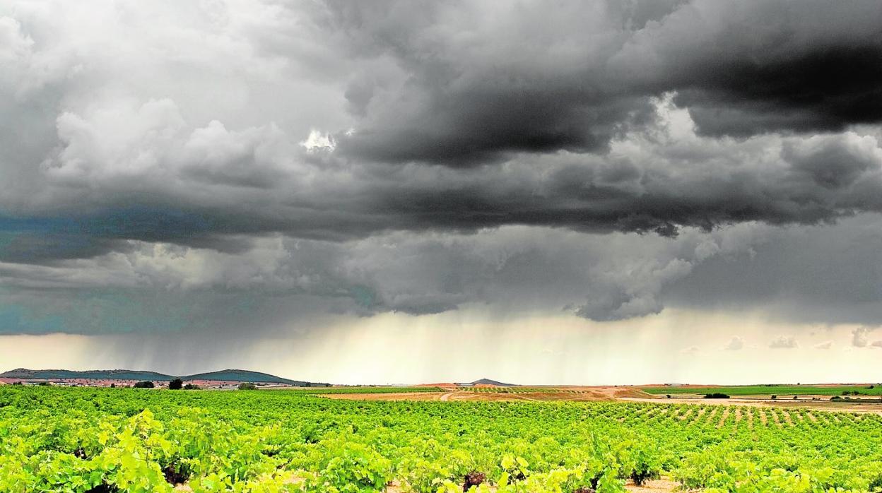 Tormenta sobre viñedos. 