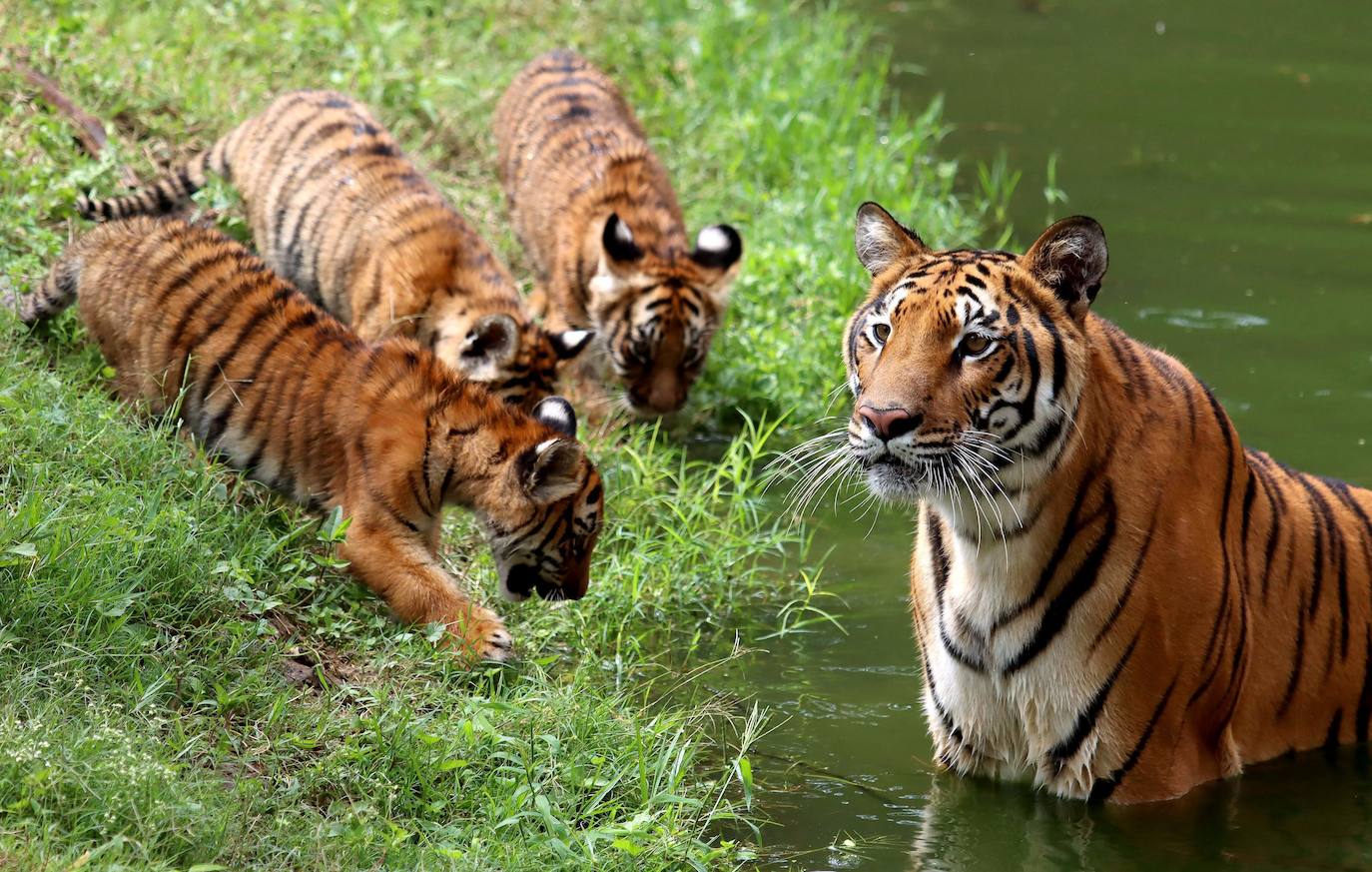 Fotos: Los cachorros de México