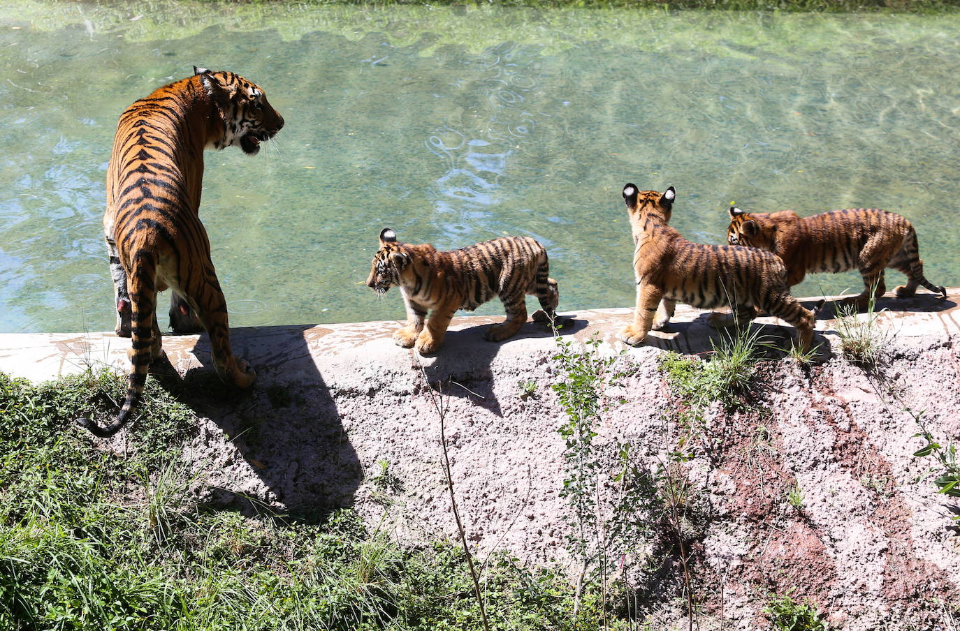 Fotos: Los cachorros de México