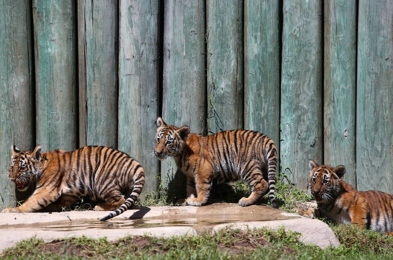 Fotos: Los cachorros de México