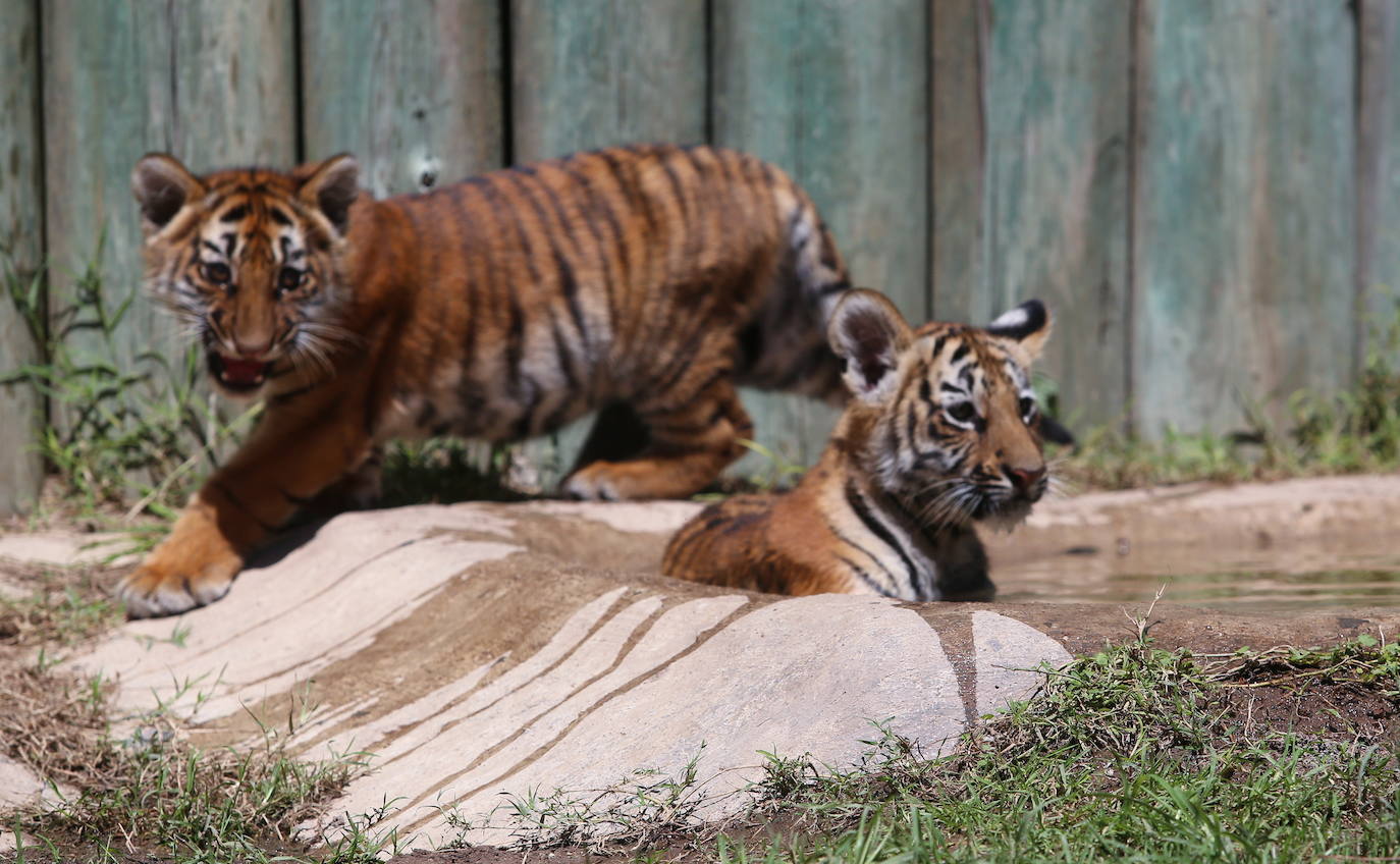 Fotos: Los cachorros de México