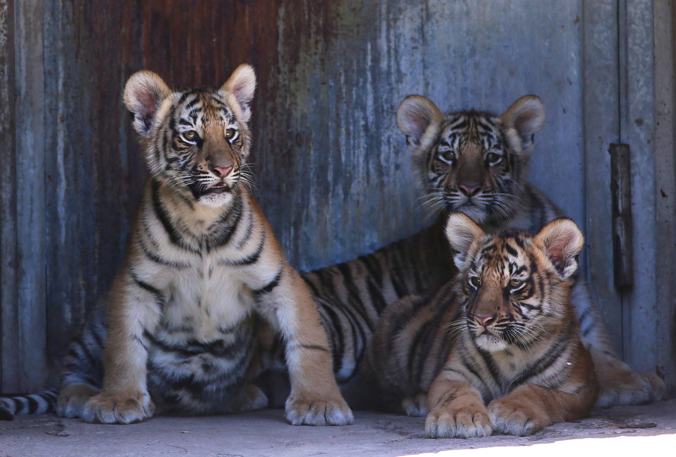 Fotos: Los cachorros de México