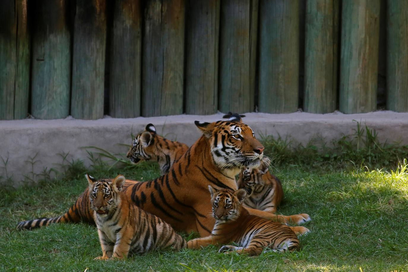 Fotos: Los cachorros de México
