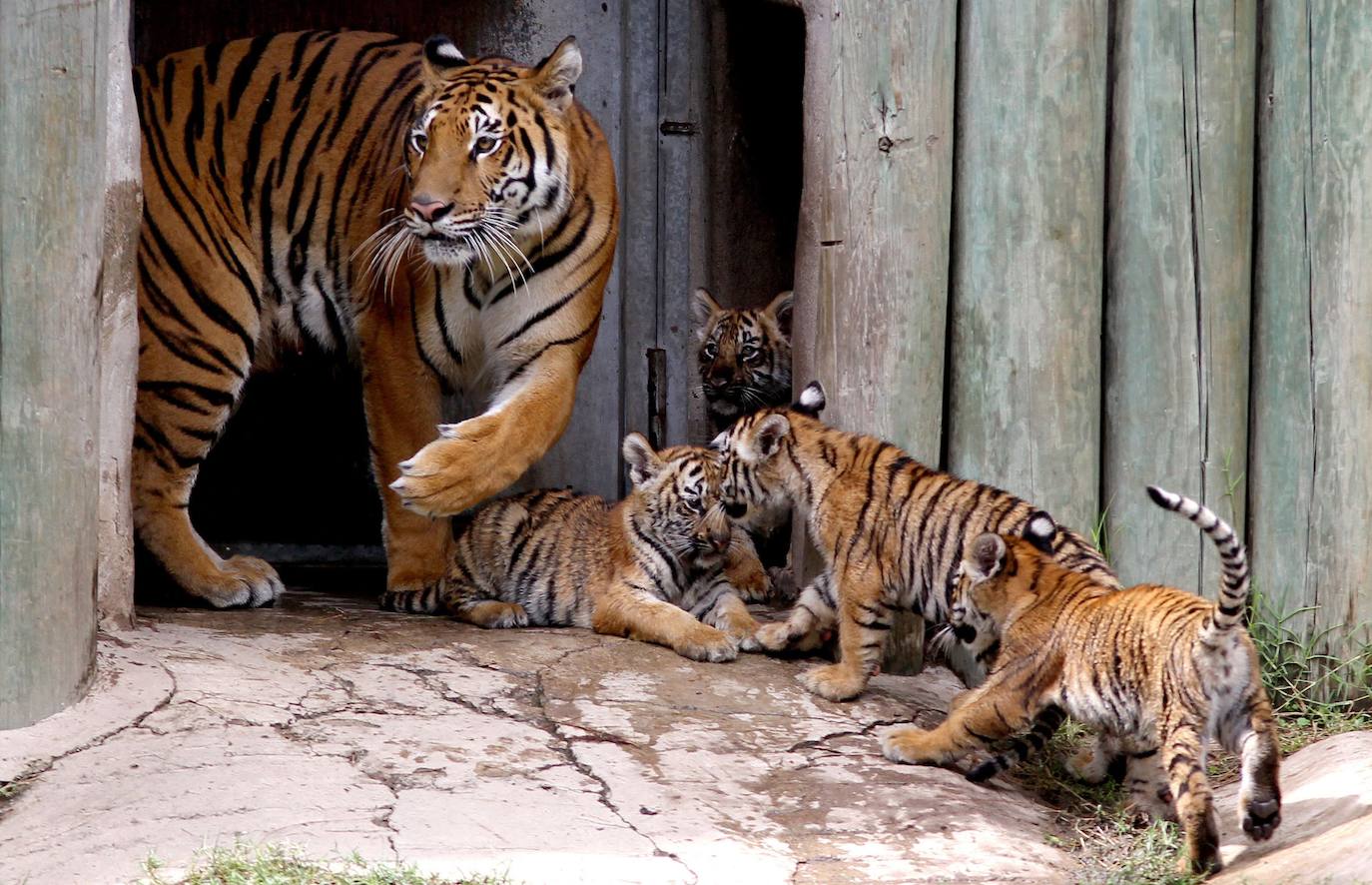 Fotos: Los cachorros de México