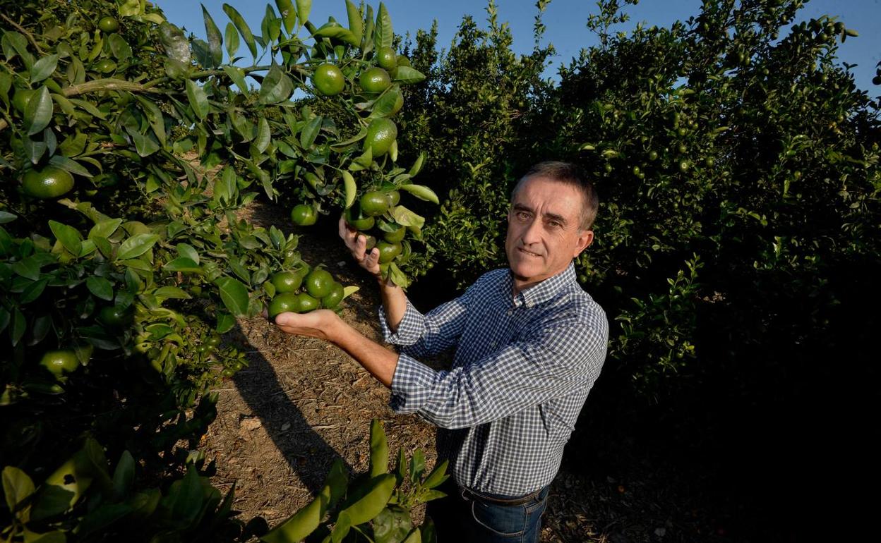 José Cánovas, este jueves, en su plantación de mandarinas de Alhama. 