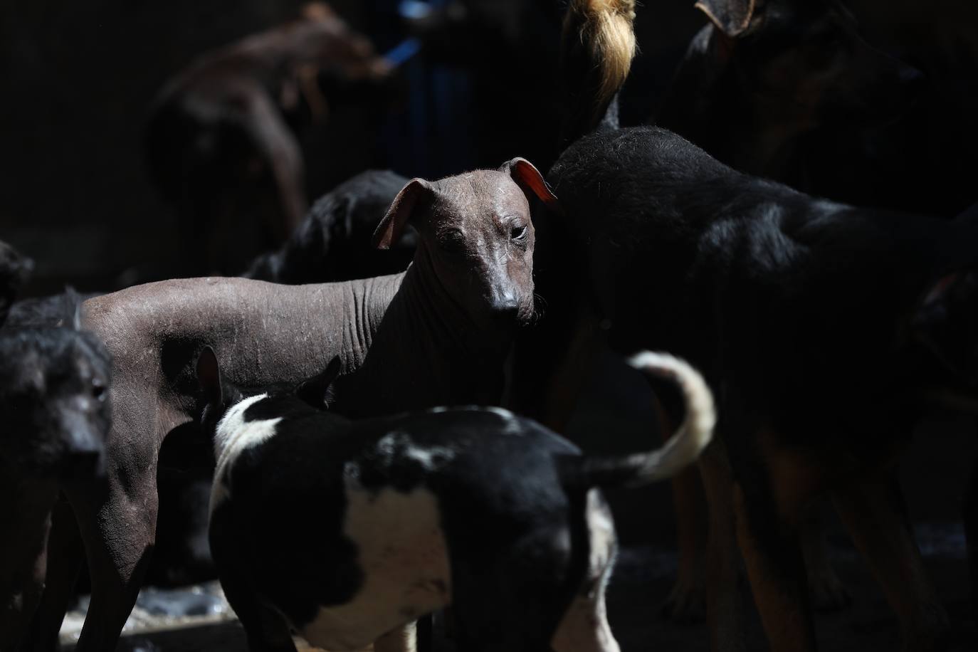 Fotos: De guía de los muertos a raza de moda