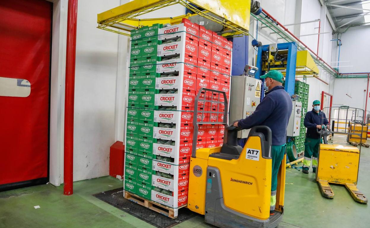 Almacén de la empresa Campo de Lorca, cargando palés de brócoli, ayer por la tarde. 