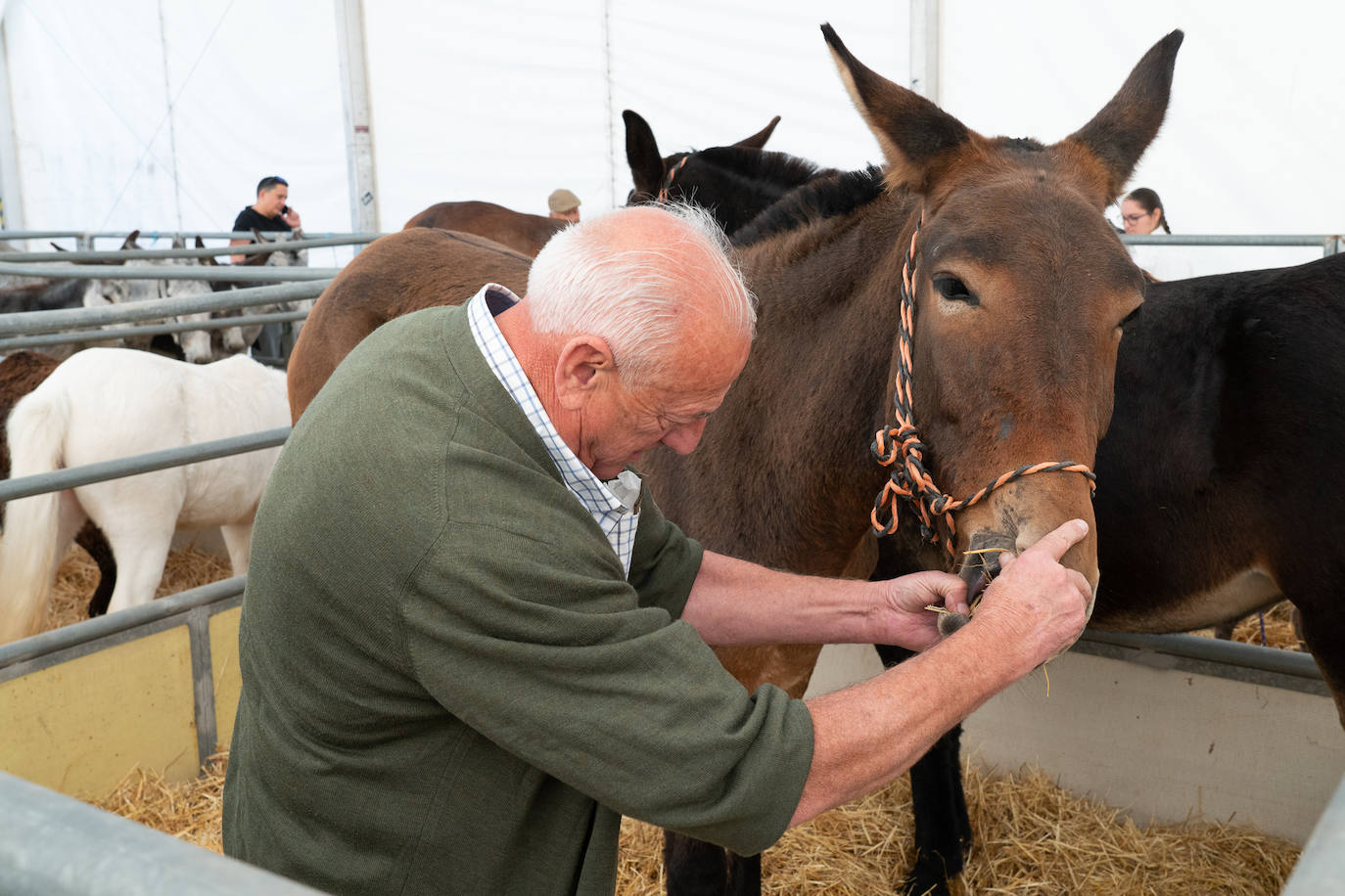 Fotos: Éxito de ventas de caballo cruzado en la Feria de Lorca