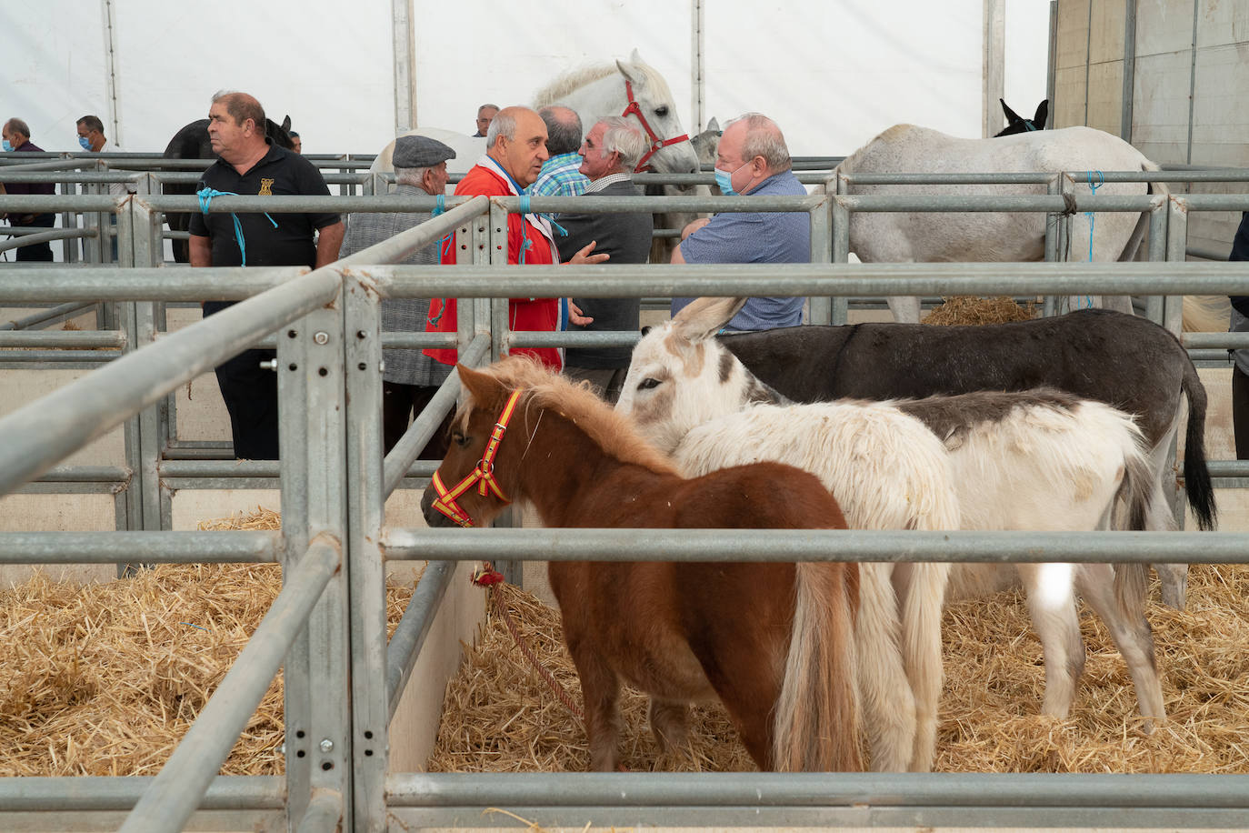 Fotos: Éxito de ventas de caballo cruzado en la Feria de Lorca