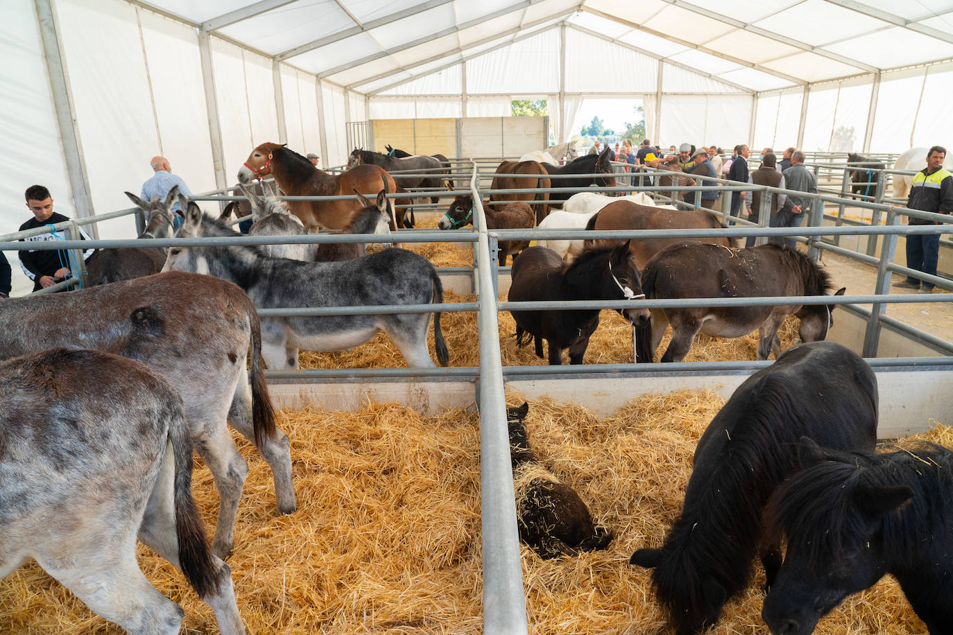 Fotos: Éxito de ventas de caballo cruzado en la Feria de Lorca