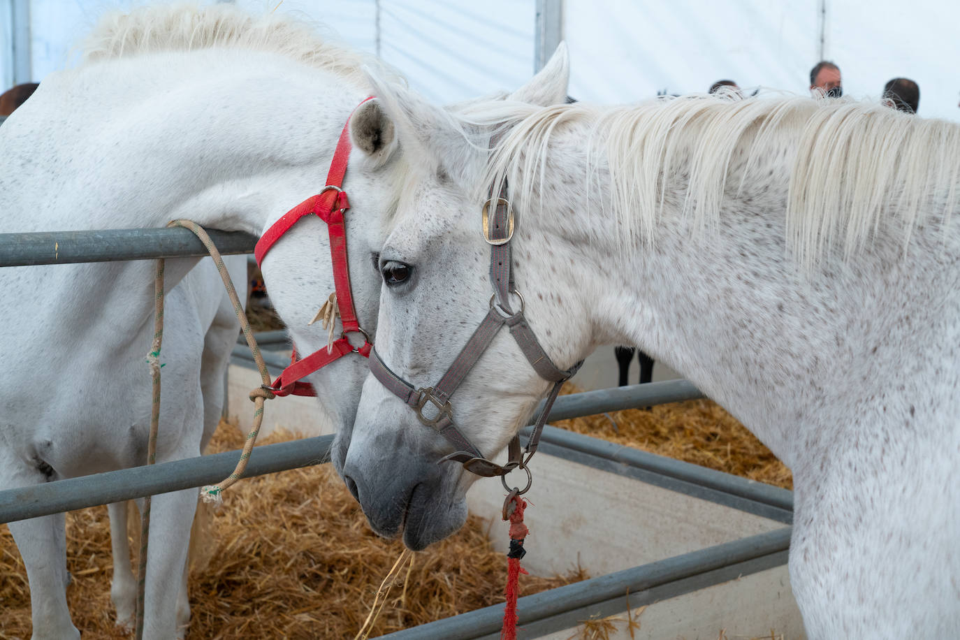 Fotos: Éxito de ventas de caballo cruzado en la Feria de Lorca