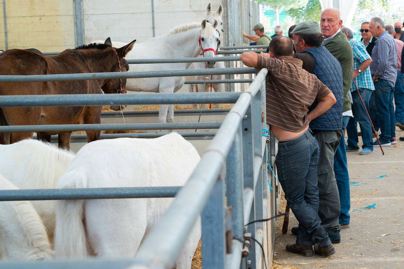 Fotos: Éxito de ventas de caballo cruzado en la Feria de Lorca