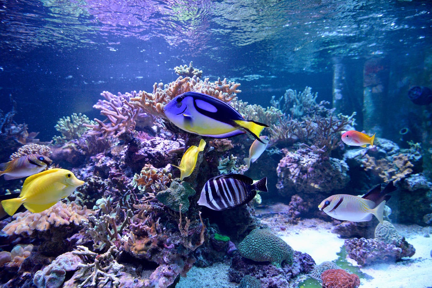 Fotos: El Acuario de la Universidad de Murcia vuelve a abrir sus puertas