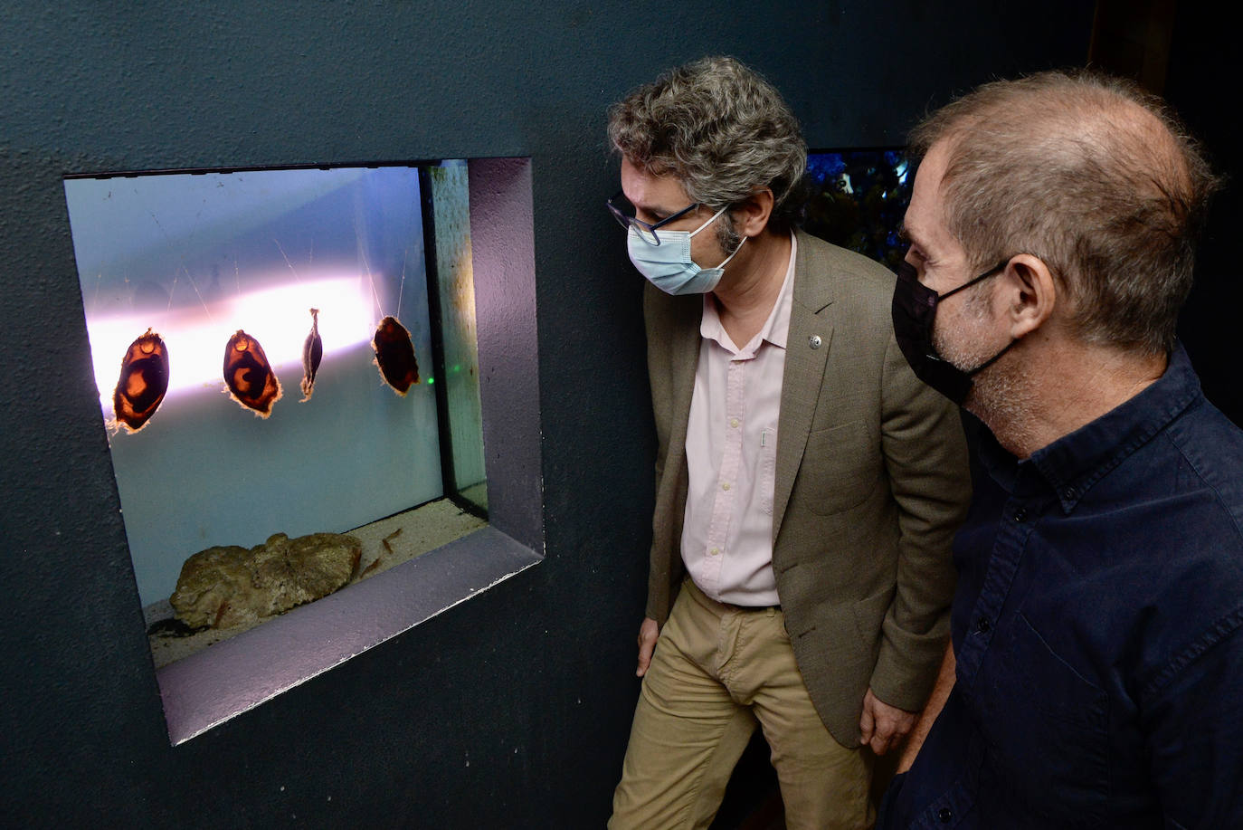 Fotos: El Acuario de la Universidad de Murcia vuelve a abrir sus puertas