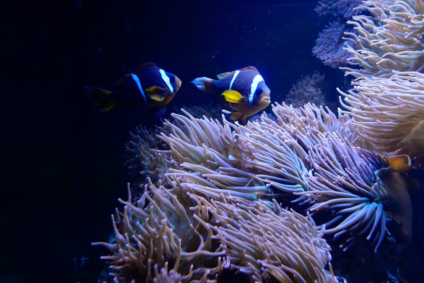 Fotos: El Acuario de la Universidad de Murcia vuelve a abrir sus puertas