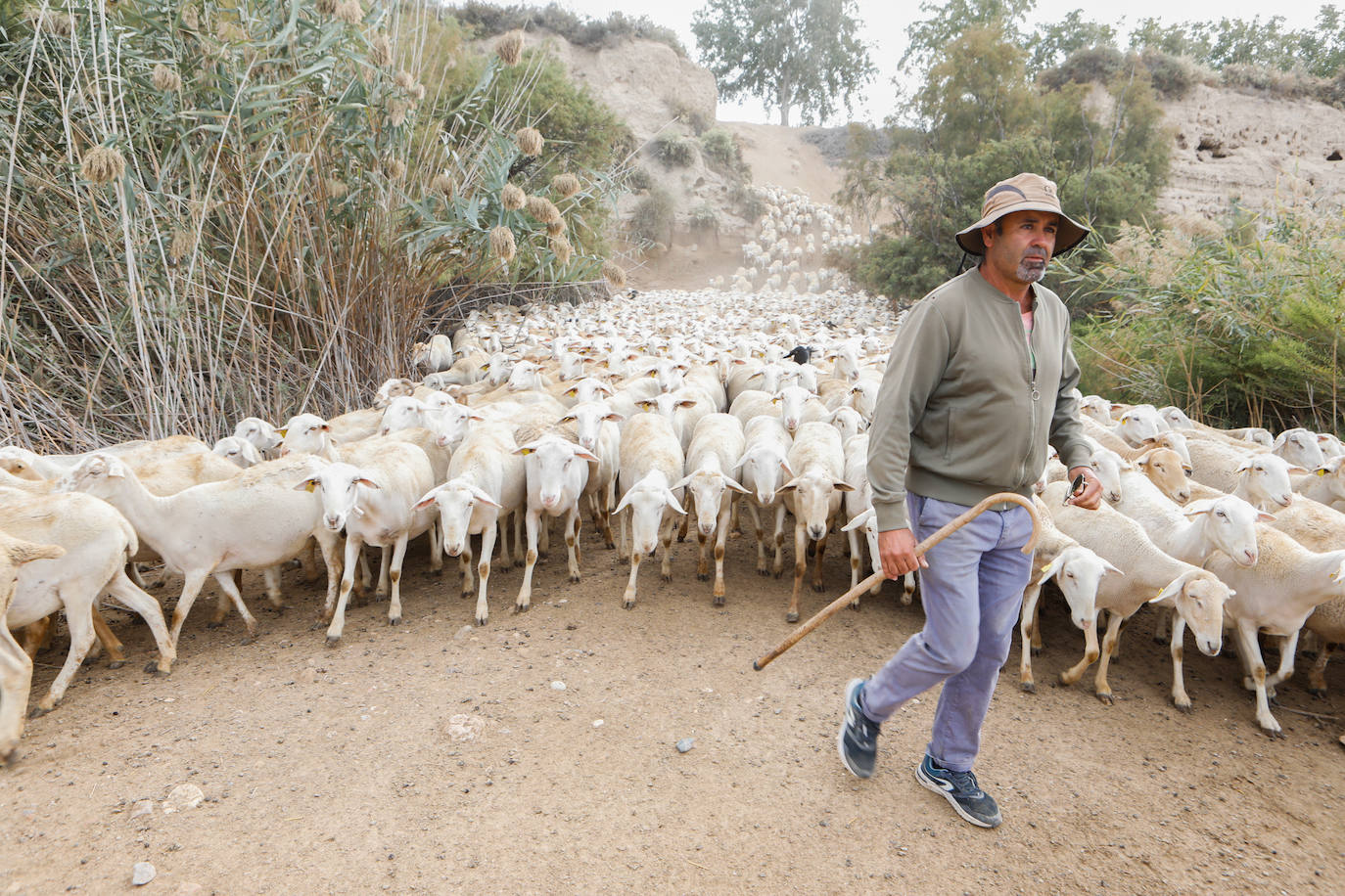 Fotos: Los pastores de la Región vuelven a sacar sus rebaños