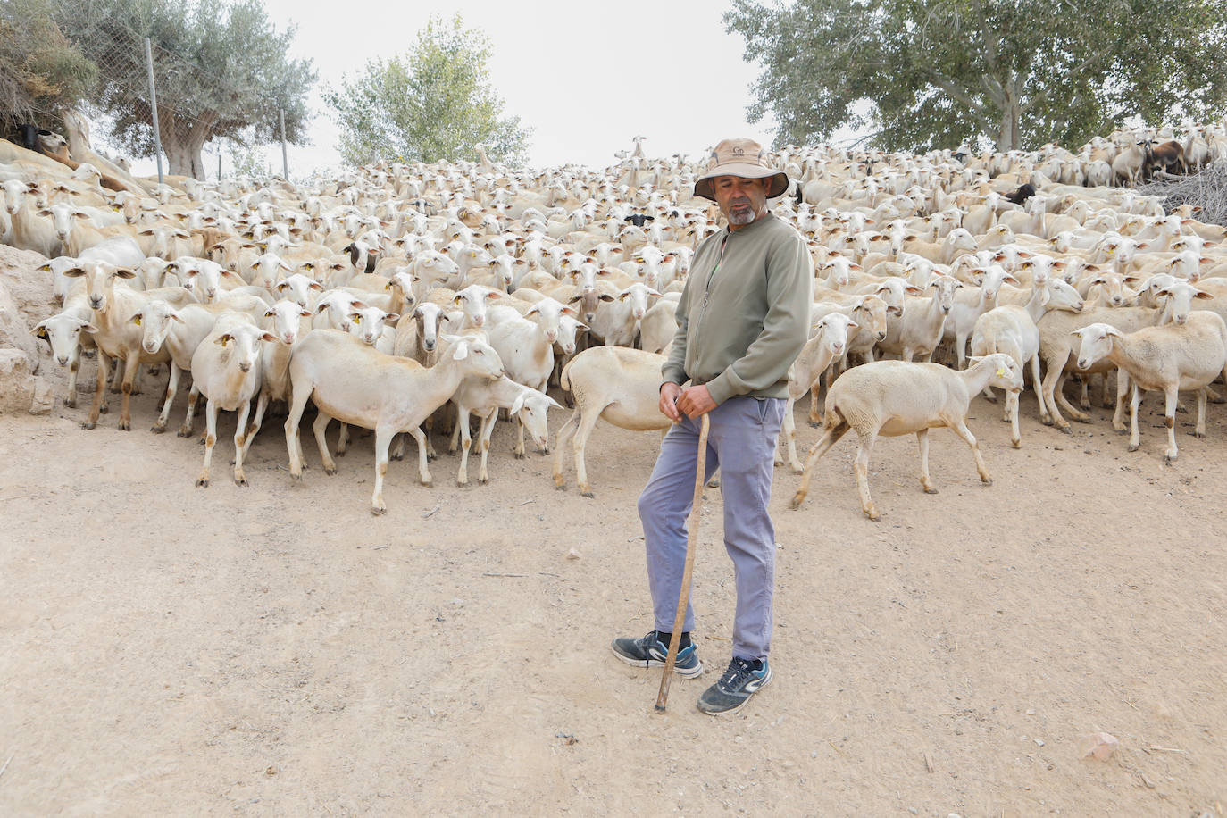 Fotos: Los pastores de la Región vuelven a sacar sus rebaños