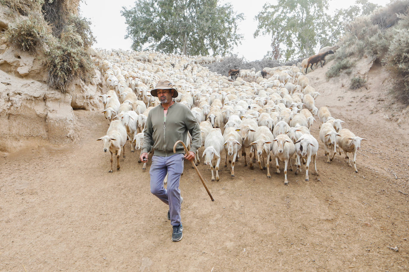 Fotos: Los pastores de la Región vuelven a sacar sus rebaños
