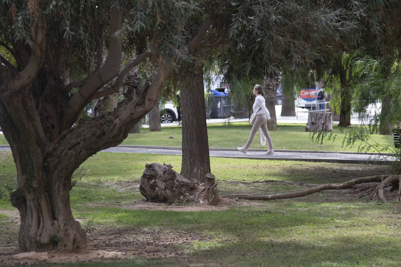 Fotos: Calles, plazas y parques de Cartagena acusan el retraso en reponer árboles