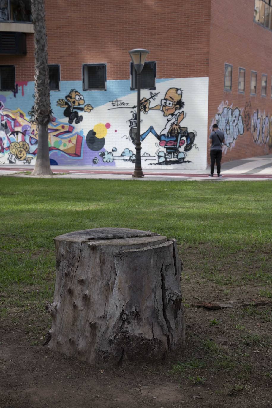 Fotos: Calles, plazas y parques de Cartagena acusan el retraso en reponer árboles