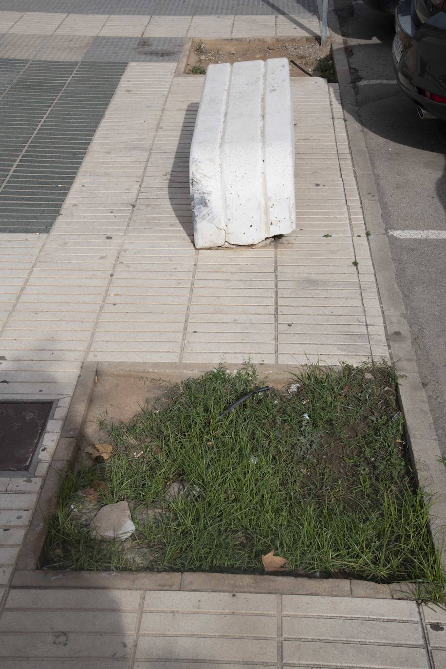 Fotos: Calles, plazas y parques de Cartagena acusan el retraso en reponer árboles