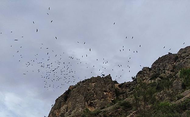 Decenas de buitres leonados en el Puerto de la Cadena, el pasado lunes.