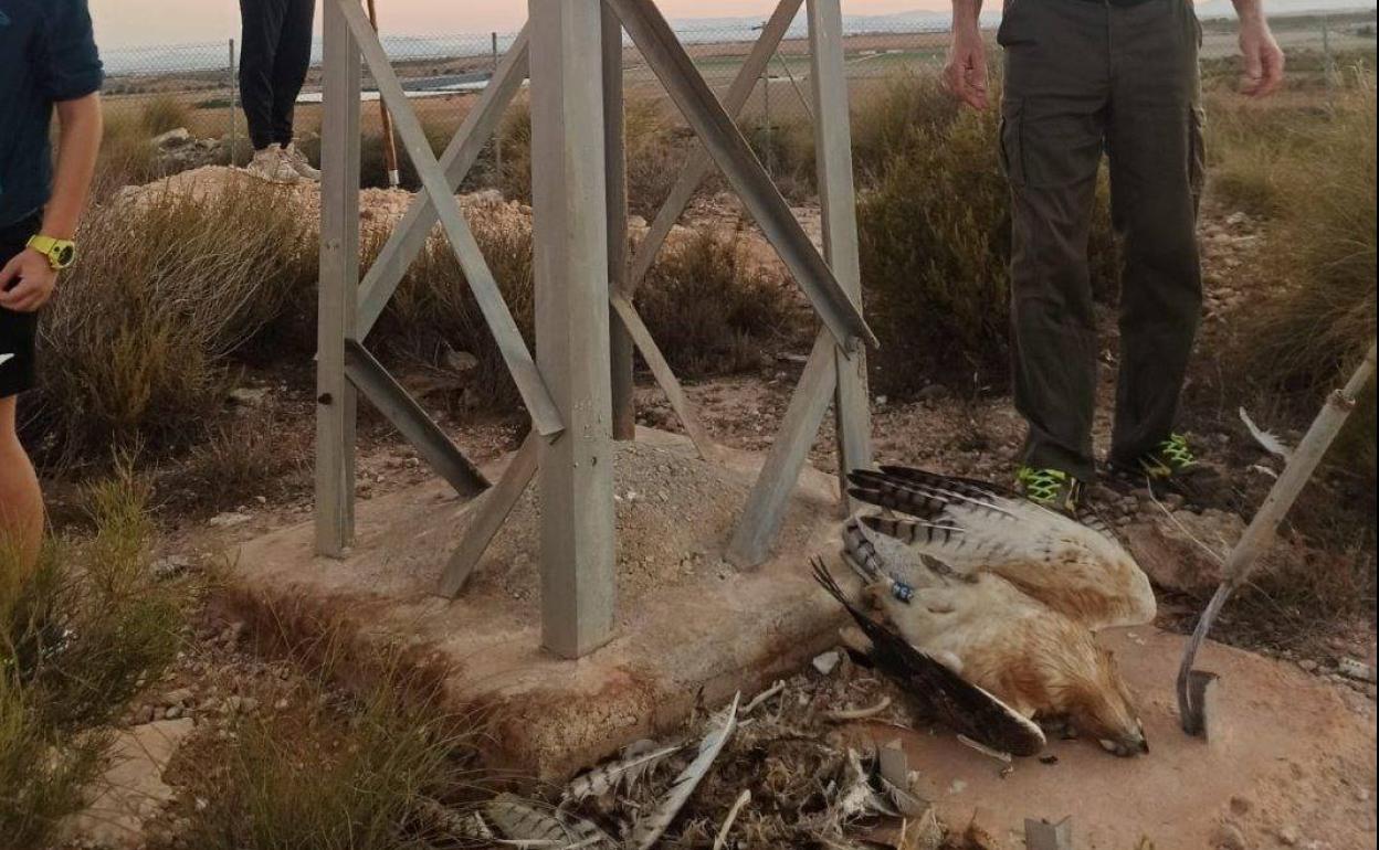 Dos águilas perdiceras muertas a los pies de una torreta eléctrica en La Tercia (Gea y Truyols), en octubre.