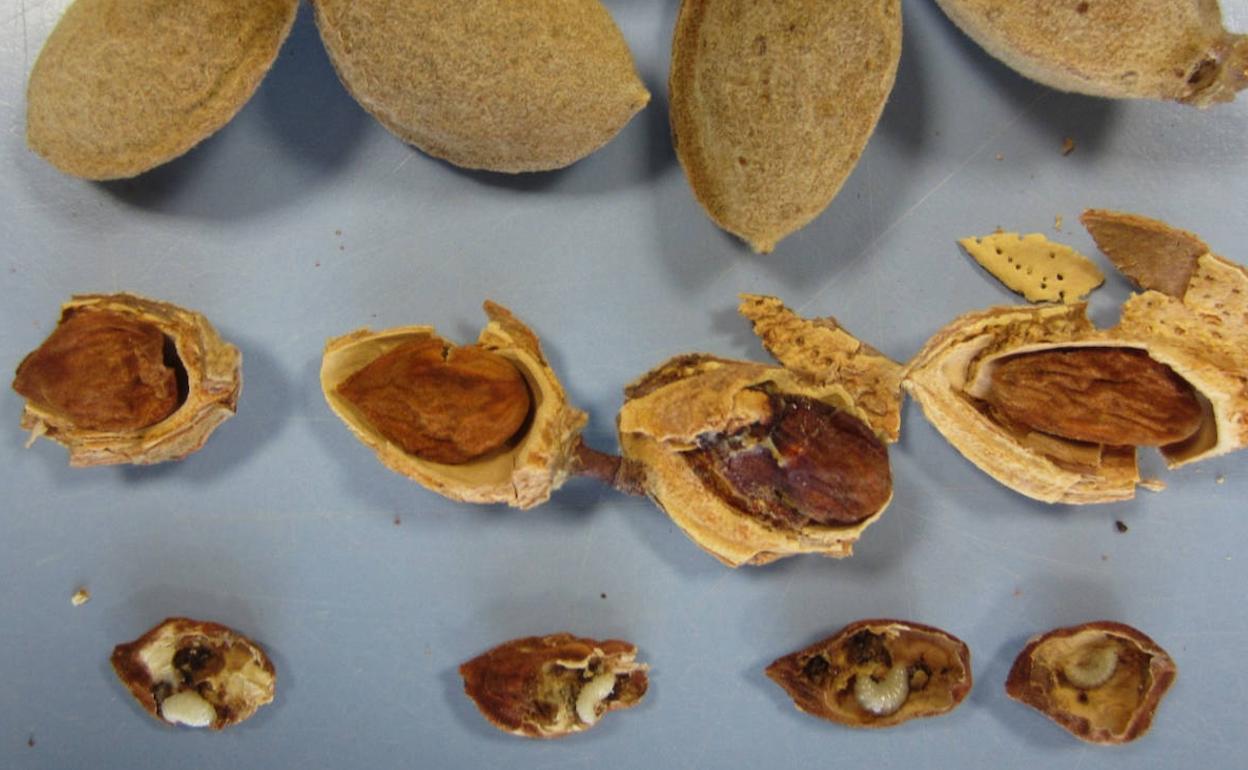 Larvas de avispilla del almendro.