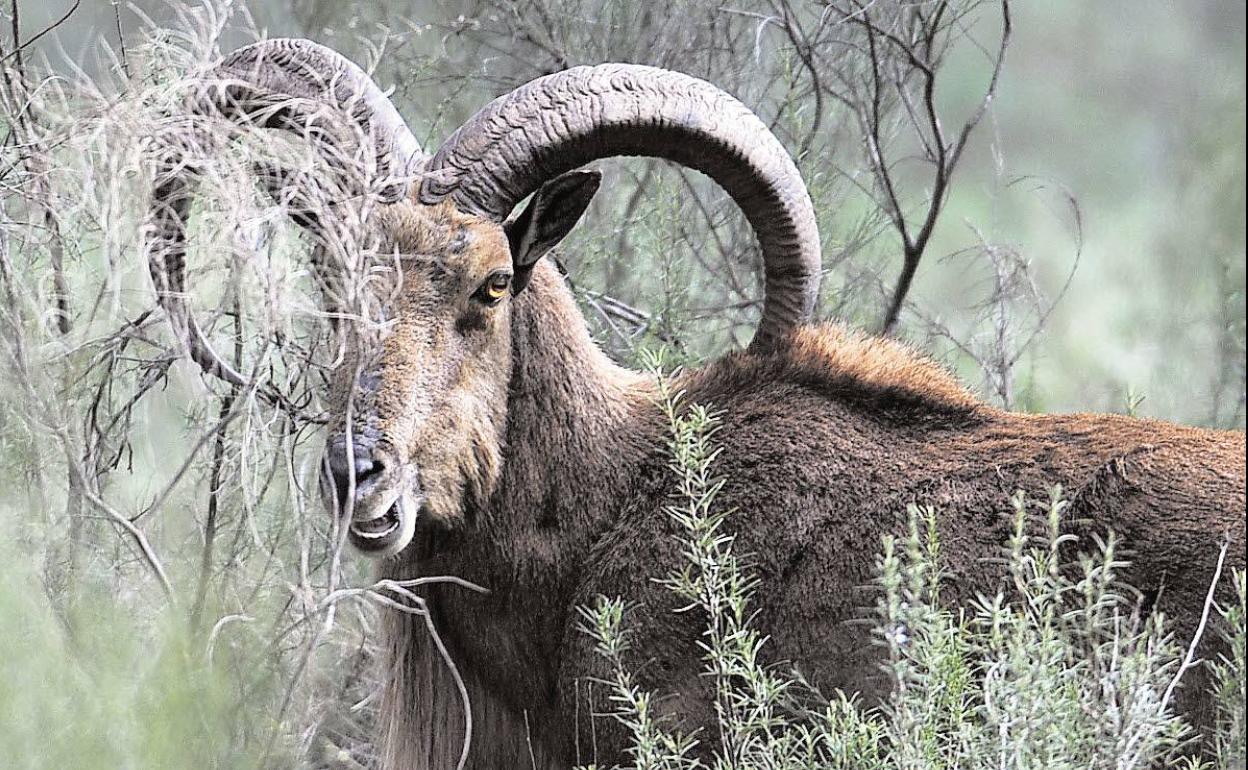 Macho de arruí en Sierra Espuña.