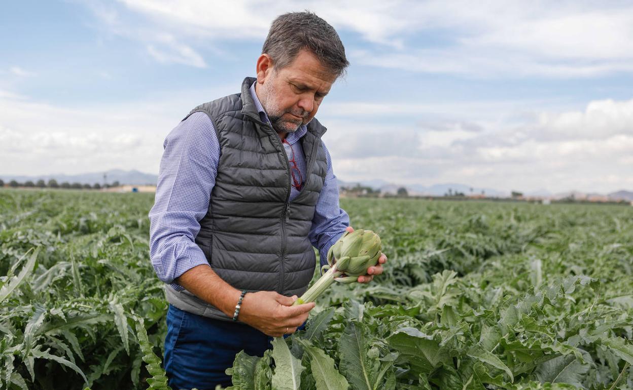 Juan Marín, en uno de los campos de alcachofas que cultiva en Lorca.