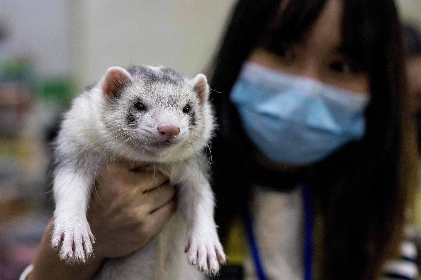 Fotos: Capricho de mascotas
