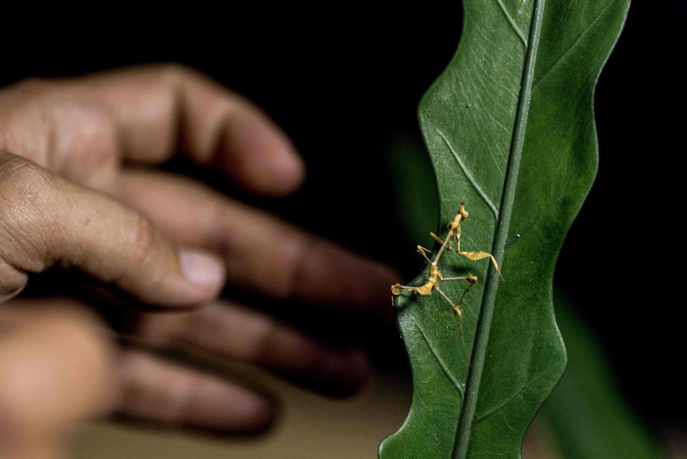 Fotos: Capricho de mascotas