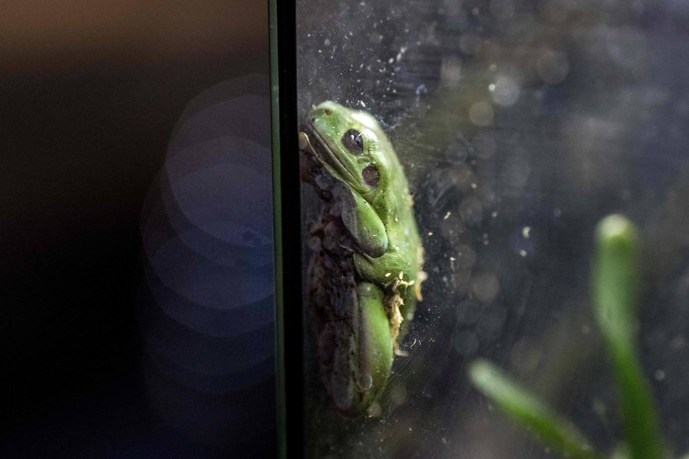 Fotos: Capricho de mascotas