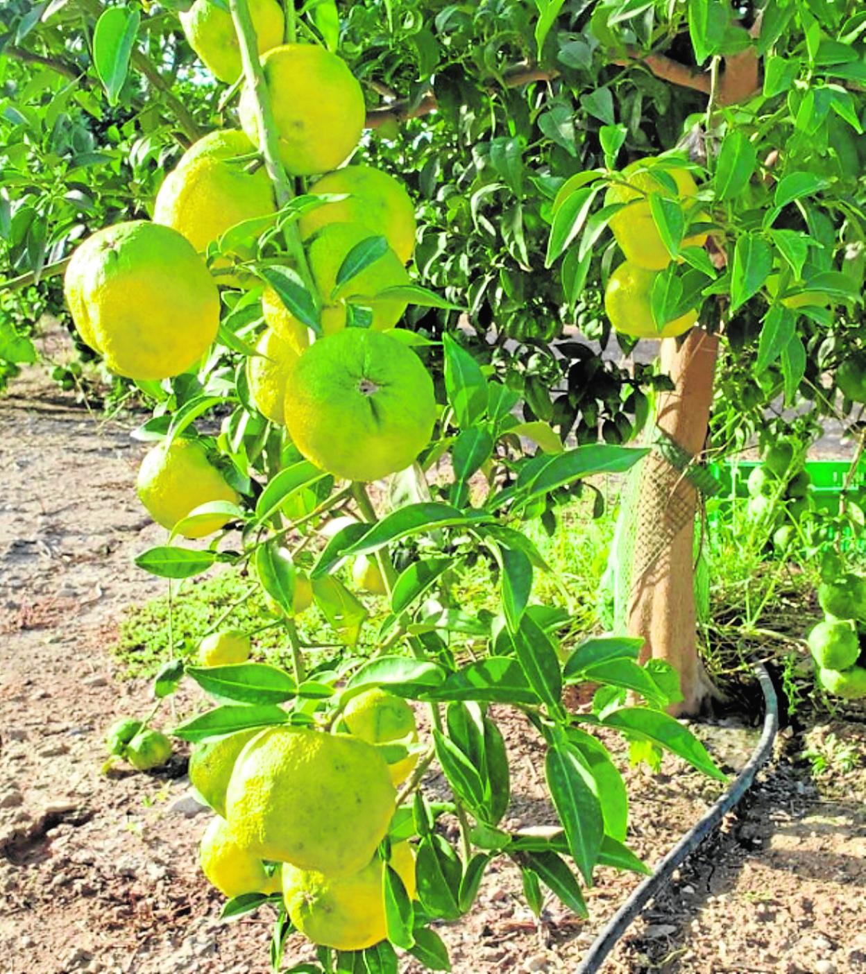 Cultivo de yuzu, un cítrico con el que está haciendo pruebas la Consejería de Agricultura. 