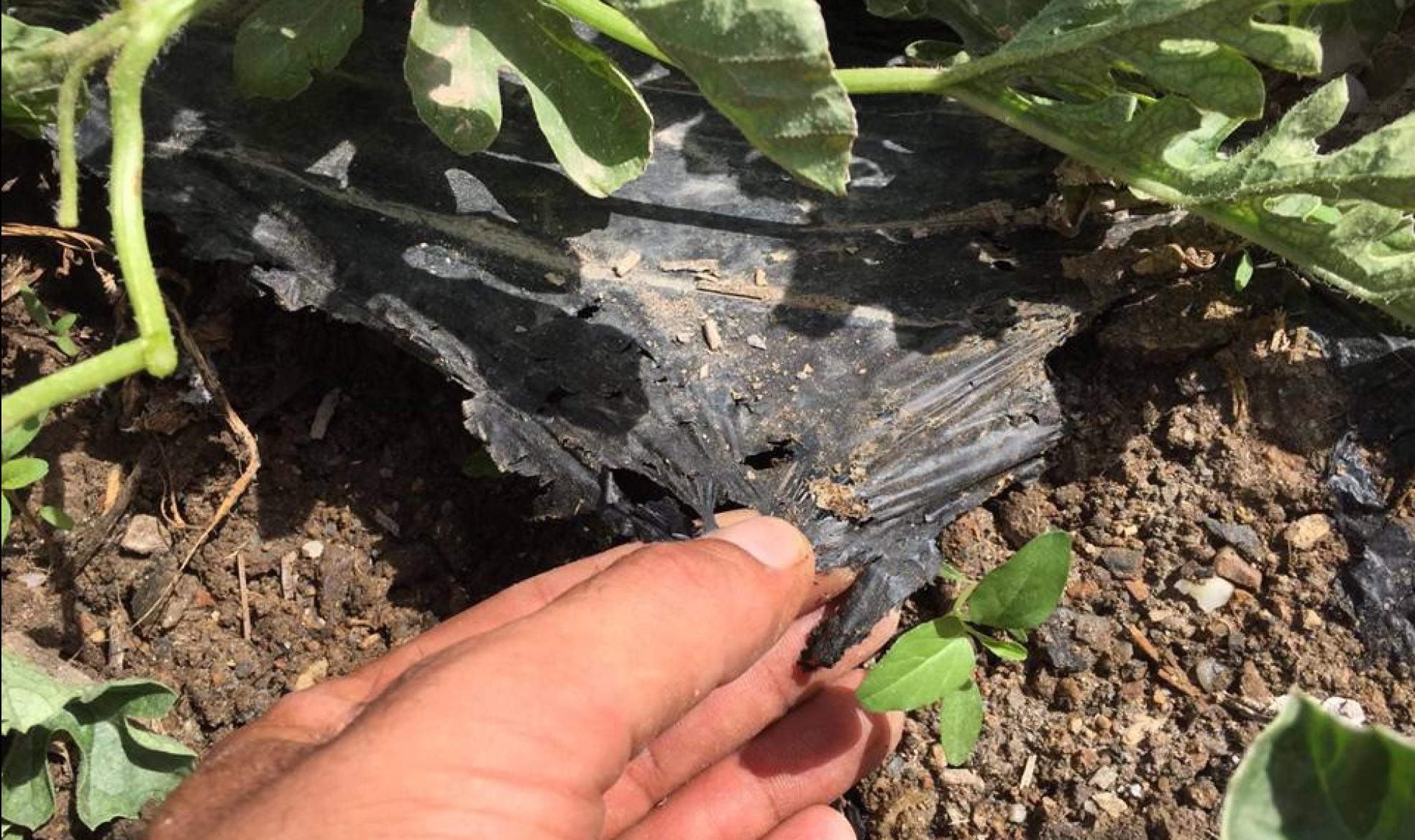 Acolchado en pleno proceso de degradación en un ensayo de la solución propuesta por la Asociación Ambiente Europeo. 