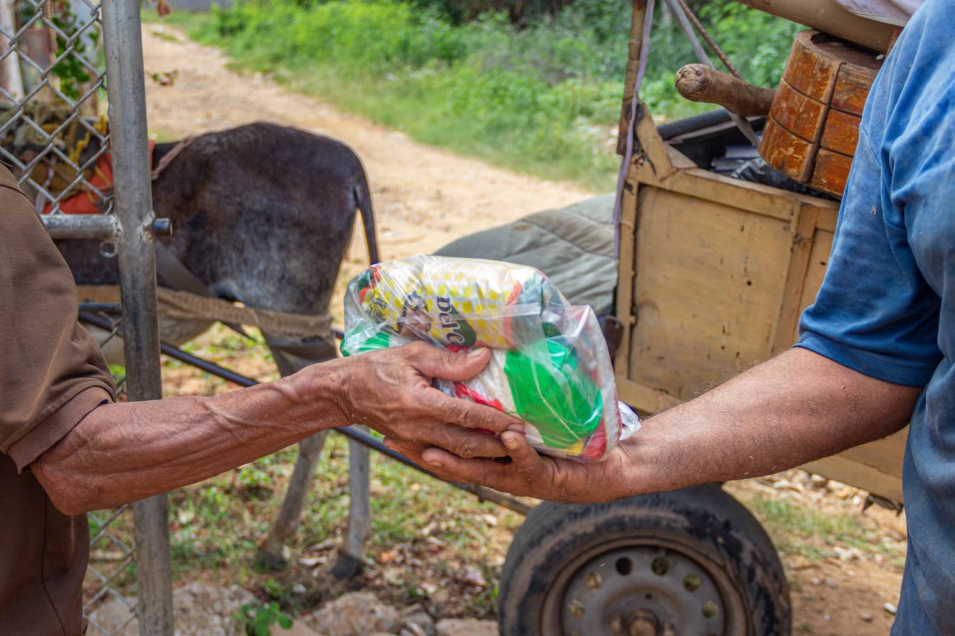 Fotos: A falta de gasolina, burros