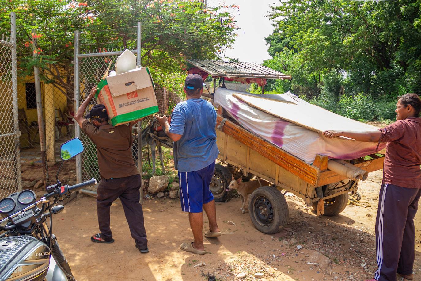 Fotos: A falta de gasolina, burros