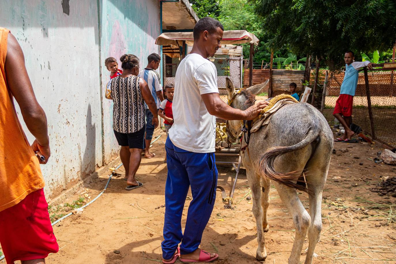 Fotos: A falta de gasolina, burros