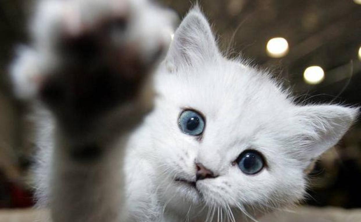 Un gato extiende su pata. 