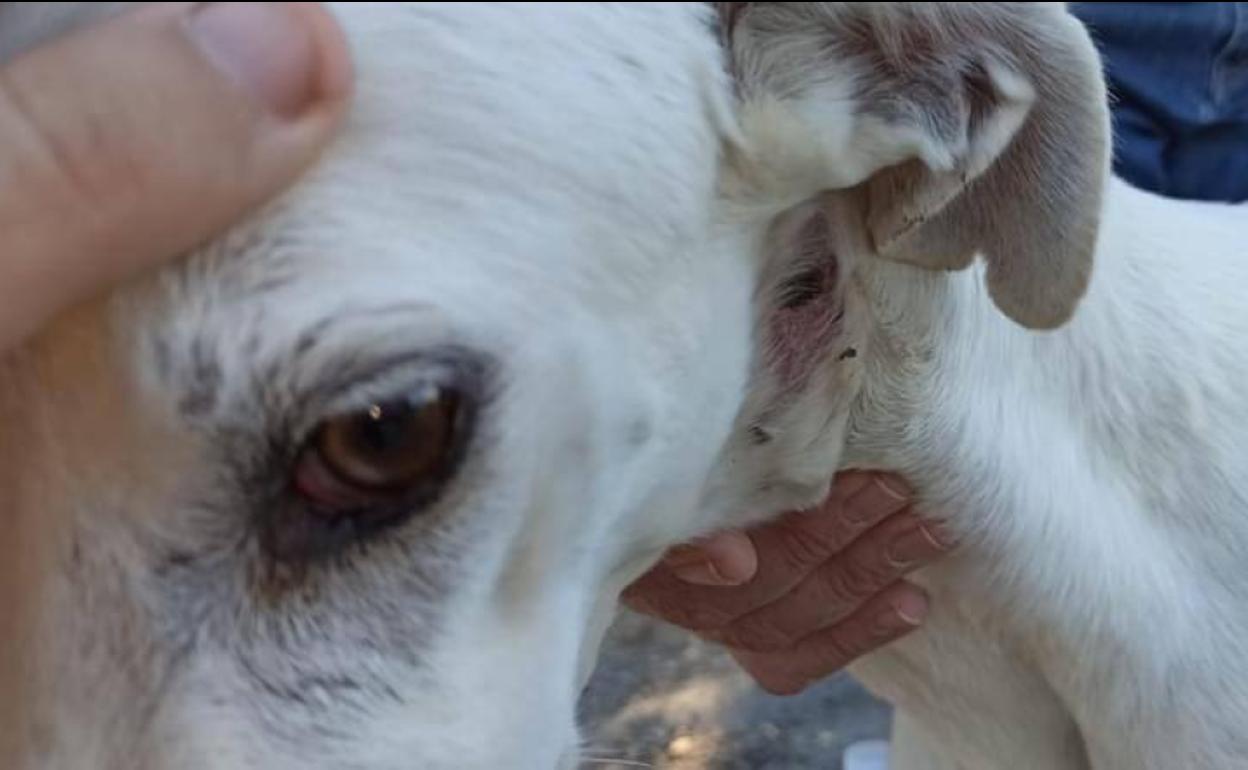Heridas de uno de los galgos abandonados.