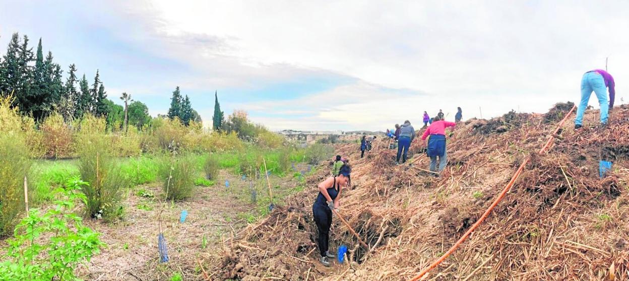 Reforestación del entorno de la Contraparada por los voluntarios de la consultora Eurovértice. 