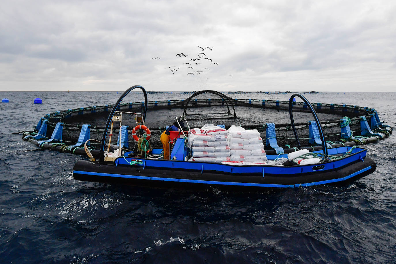 Fotos: Un sistema inteligente pionero reduce el impacto ambiental y el coste de la acuicultura