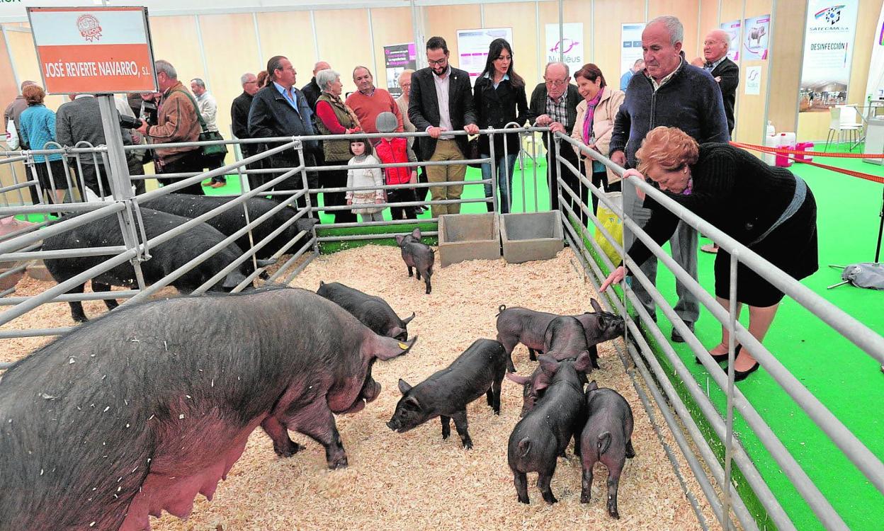 Una hembra con su camada en una edición del certamen lorquino Sepor antes de la pandemia.