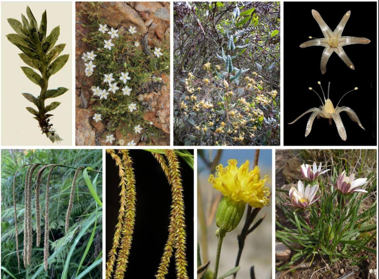 Ocho de las 52 nuevas especies descubiertas en 2021 por botánicos españoles.