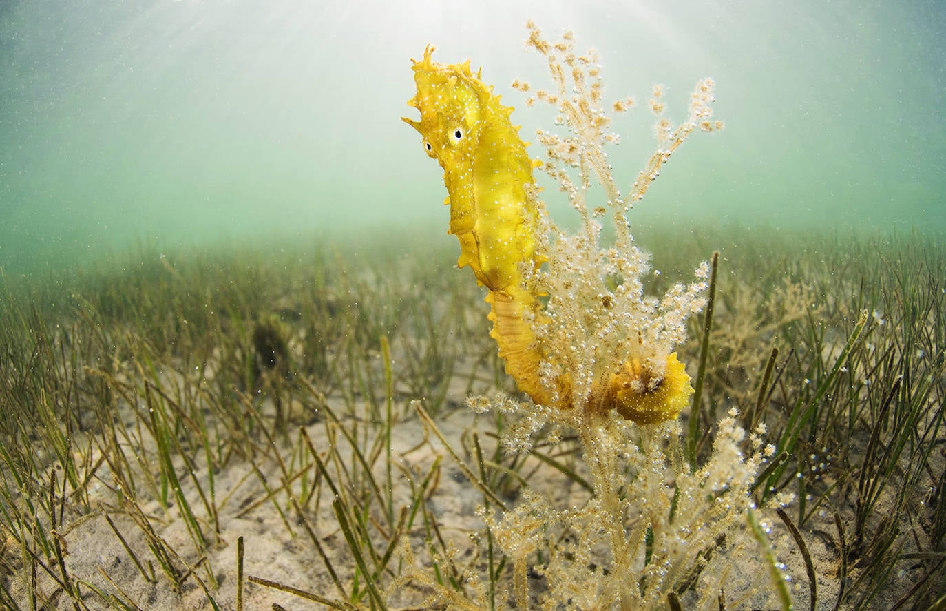 Caballito de mar ('Hippocampus gutulattus') enroscado a un alga en el fondo del Mar Menor.