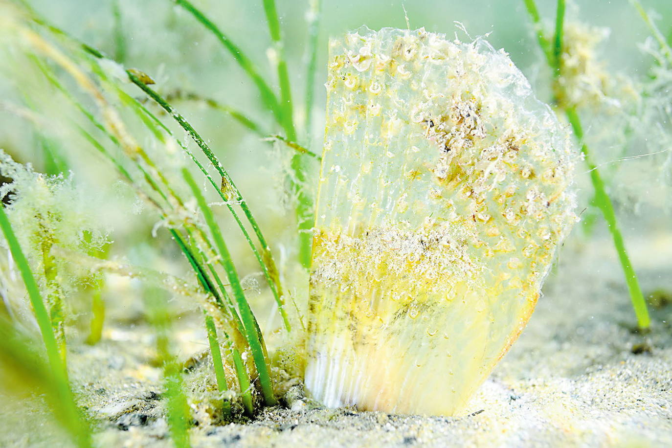 Ejemplar juvenil de nacra ('Pinna nobilis') encontrado en el Mar Menor.