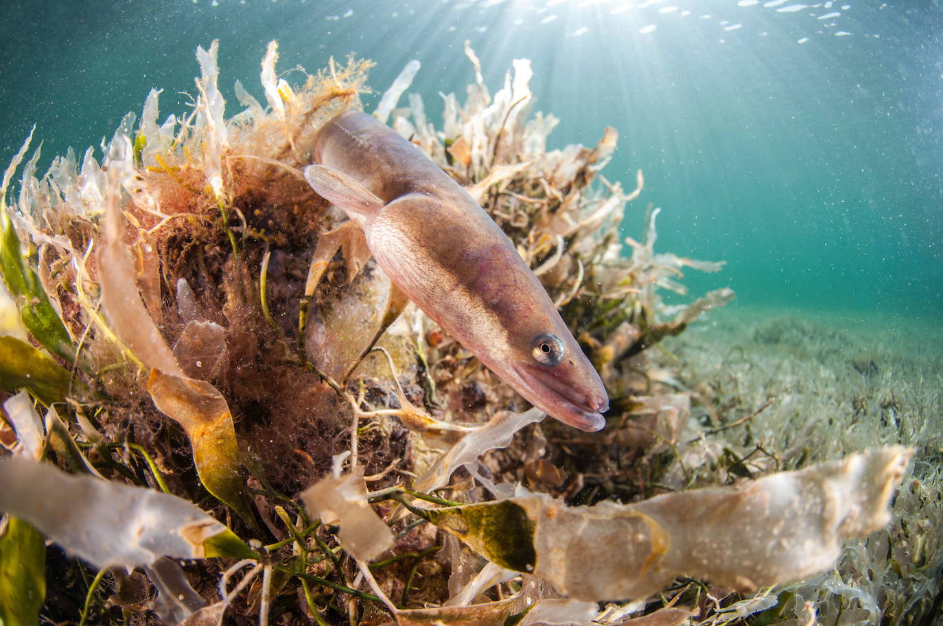Ejemplar adulto de anguila europea ('Anguilla anguilla'), entre algas.