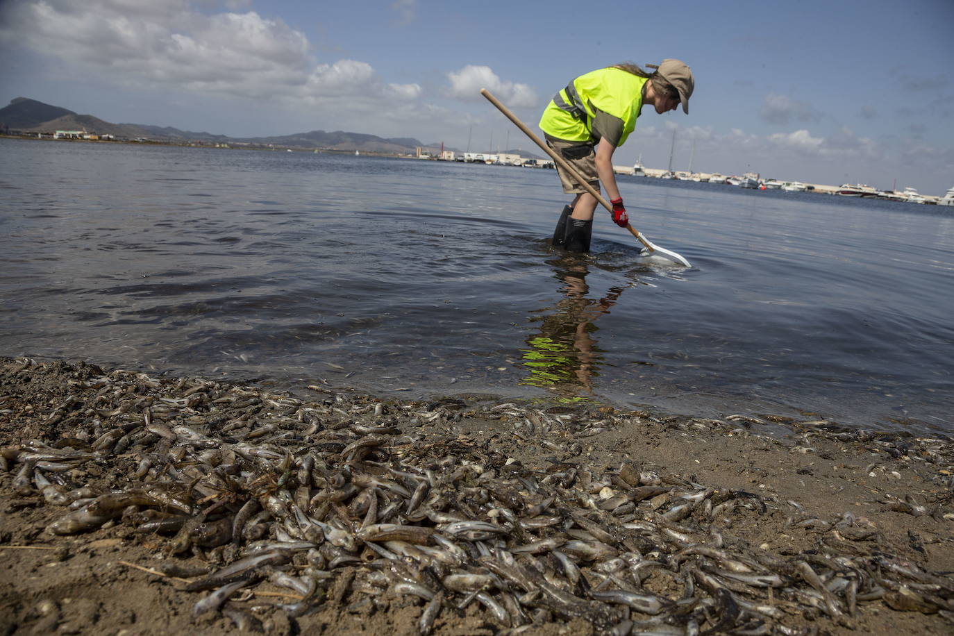 20/08/2021. Miles de peces y crustáceos aparecieron muertos o agonizando durante más de una semana en varias orillas del Mar Menor, como esta de La Gola. Playas que tuvieron que ser cerradas al baño ante la sorpresa de los turistas y la indignación, la tristeza y la rabia de los vecinos. Las brigadas de limpieza luchaban contra un ‘tsunami’ ambiental con palos y redes propias de niños que pescan cangrejos en las rocas mientras los políticos comenzaban a tirarse los trastos a la cabeza en busca de competencias y responsabilidades. La crisis ambiental dejó quince toneladas de peces y crustáceos muertos en menos de dos semanas y una treintena de especies afectadas, además de una oleada de cancelaciones en hoteles de la zona y una imagen de la joya de la corona de la Región que dio la vuelta al mundo y que tardará mucho tiempo en depurarse. | J. M. RODRÍGUEZ